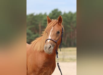 Pony tedesco, Castrone, 2 Anni, 135 cm, Sauro