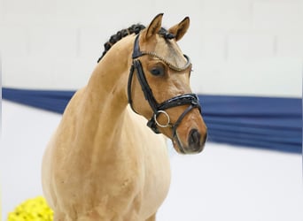 Pony tedesco, Castrone, 2 Anni, 138 cm, Falbo