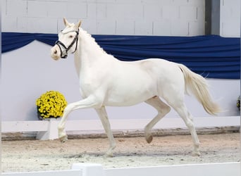 Pony tedesco, Castrone, 2 Anni, 139 cm, Cremello