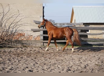 Pony tedesco, Castrone, 2 Anni, 139 cm, Sauro
