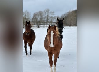 Pony tedesco, Castrone, 2 Anni, 140 cm, Red dun