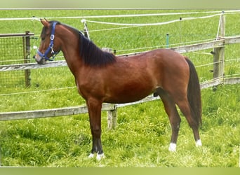 Pony tedesco, Castrone, 2 Anni, 141 cm, Baio