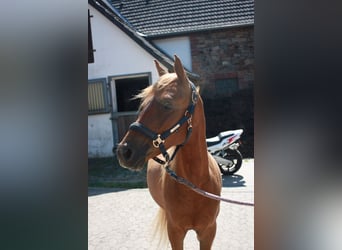 Pony tedesco, Castrone, 2 Anni, 143 cm, Sauro