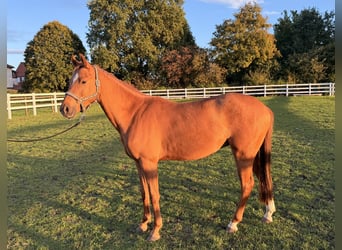 Pony tedesco, Castrone, 2 Anni, 144 cm, Sauro