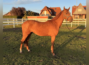 Pony tedesco, Castrone, 2 Anni, 144 cm, Sauro