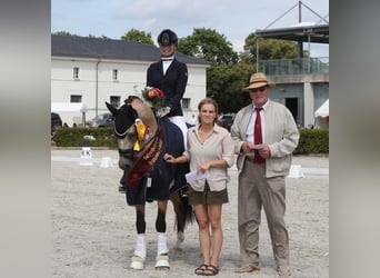 Pony tedesco, Castrone, 2 Anni, 145 cm, Pelle di daino