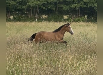 Pony tedesco, Castrone, 2 Anni, 145 cm, Pelle di daino