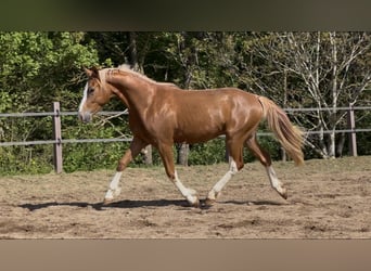 Pony tedesco, Castrone, 2 Anni, 145 cm, Sauro