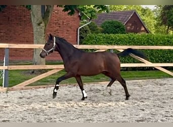 Pony tedesco, Castrone, 2 Anni, 146 cm, Baio scuro