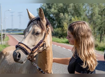 Pony tedesco, Castrone, 2 Anni, 146 cm, Pelle di daino