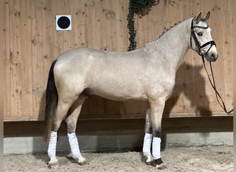 Pony tedesco, Castrone, 2 Anni, 147 cm, Falbo