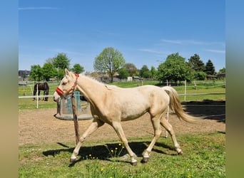 Pony tedesco, Castrone, 2 Anni, 147 cm, Palomino