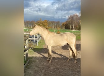 Pony tedesco, Castrone, 2 Anni, 148 cm, Perlino