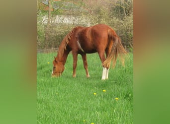 Pony tedesco, Castrone, 2 Anni, 148 cm, Sauro