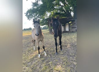 Pony tedesco, Castrone, 2 Anni, 149 cm, Pelle di daino