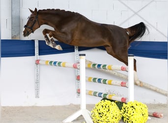 Pony tedesco, Castrone, 2 Anni, 149 cm, Sauro