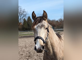 Pony tedesco, Castrone, 2 Anni, 153 cm, Pelle di daino