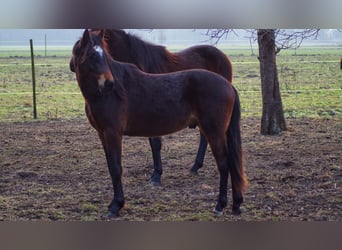 Pony tedesco, Castrone, 2 Anni, Baio scuro