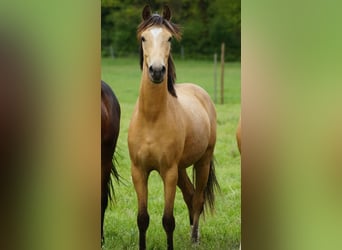Pony tedesco, Castrone, 2 Anni