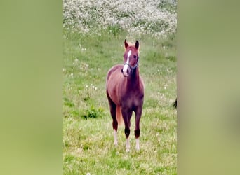 Pony tedesco, Castrone, 2 Anni, Sauro scuro