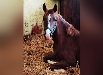 Pony tedesco, Castrone, 2 Anni, Sauro scuro