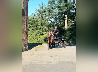 Pony tedesco, Castrone, 3 Anni, 135 cm, Baio