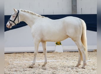 Pony tedesco, Castrone, 3 Anni, 136 cm, Cremello