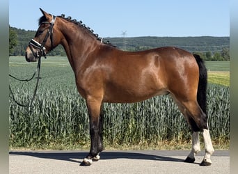 Pony tedesco Mix, Castrone, 3 Anni, 138 cm, Pezzato