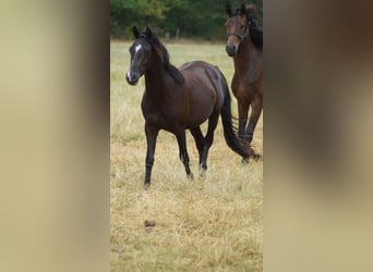 Pony tedesco, Castrone, 3 Anni, 140 cm, Morello