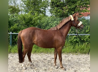 Pony tedesco, Castrone, 3 Anni, 140 cm, Sauro