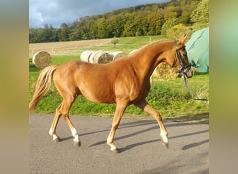Pony tedesco, Castrone, 3 Anni, 140 cm, Sauro