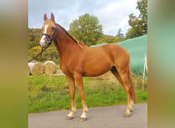 Pony tedesco, Castrone, 3 Anni, 140 cm, Sauro