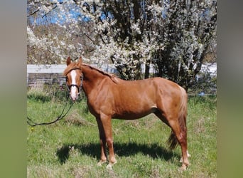 Pony tedesco Mix, Castrone, 3 Anni, 140 cm, Sauro