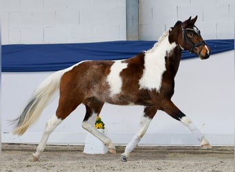 Pony tedesco, Castrone, 3 Anni, 141 cm, Pezzato