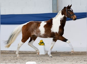 Pony tedesco, Castrone, 3 Anni, 141 cm, Pezzato