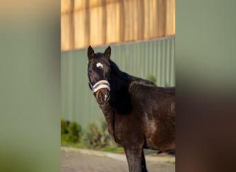 Pony tedesco, Castrone, 3 Anni, 142 cm, Baio scuro