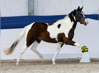 Pony tedesco, Castrone, 3 Anni, 142 cm, Pezzato
