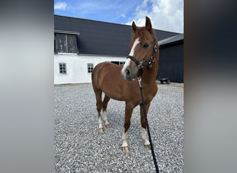 Pony tedesco, Castrone, 3 Anni, 142 cm, Sauro scuro