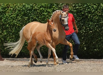 Pony tedesco, Castrone, 3 Anni, 143 cm, Falbo