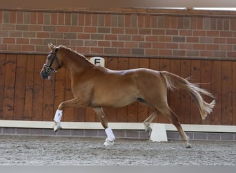 Pony tedesco, Castrone, 3 Anni, 143 cm, Falbo