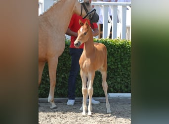 Pony tedesco, Castrone, 3 Anni, 143 cm, Falbo
