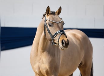 Pony tedesco, Castrone, 3 Anni, 143 cm, Falbo