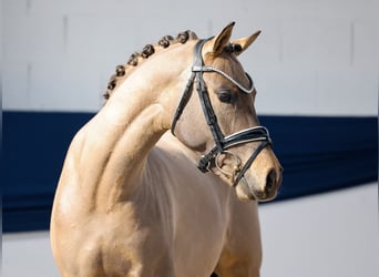 Pony tedesco, Castrone, 3 Anni, 143 cm, Falbo