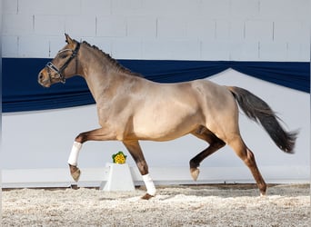 Pony tedesco, Castrone, 3 Anni, 143 cm, Falbo