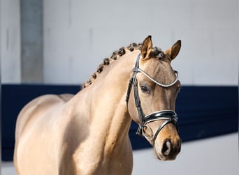 Pony tedesco, Castrone, 3 Anni, 143 cm, Falbo