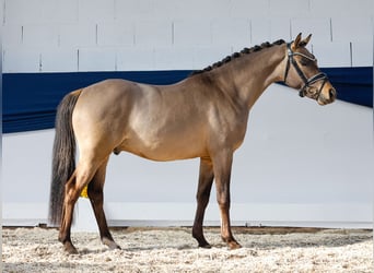 Pony tedesco, Castrone, 3 Anni, 143 cm, Falbo