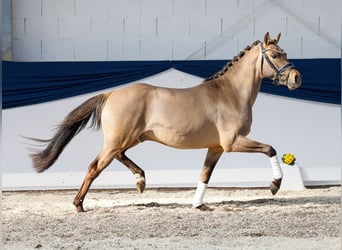 Pony tedesco, Castrone, 3 Anni, 143 cm, Falbo