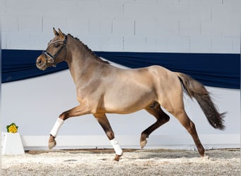 Pony tedesco, Castrone, 3 Anni, 143 cm, Falbo