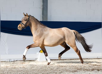 Pony tedesco, Castrone, 3 Anni, 143 cm, Falbo