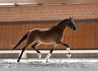 Pony tedesco, Castrone, 3 Anni, 144 cm, Baio